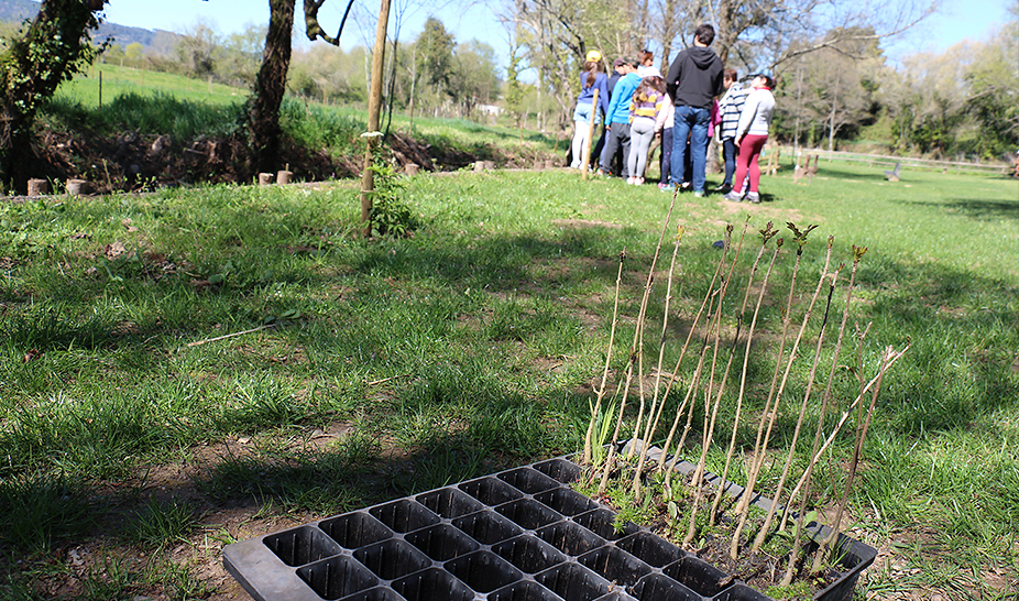 Dia Mundial da Árvore, da Água e da Poesia