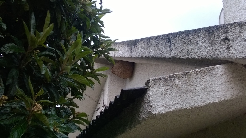 Município está empenhado no controlo e irradicação da Vespa Velutina