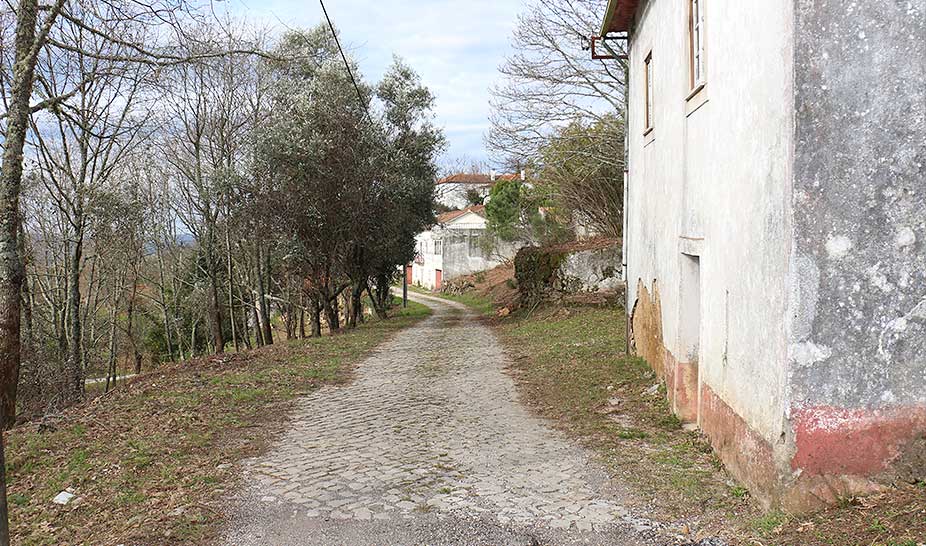 Câmara de Penela limpa floresta em zonas de risco elevado