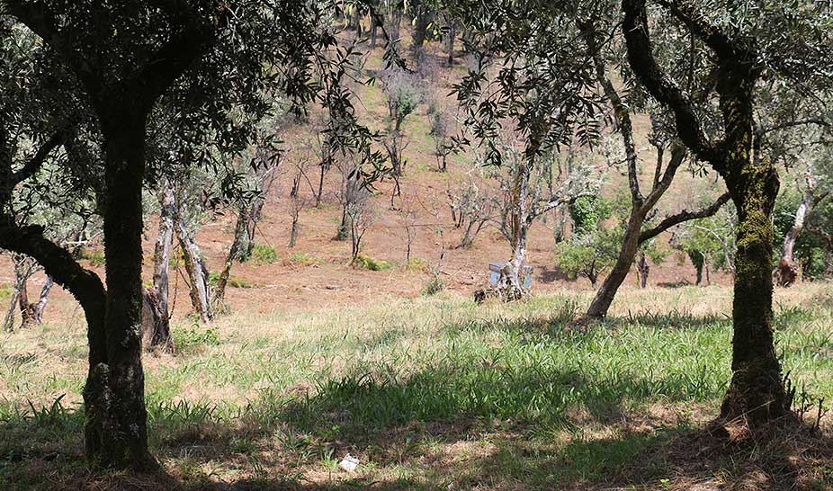 Penela está a concluir os trabalhos de 