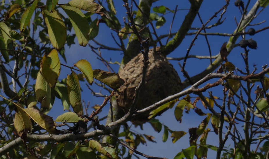 Apoio à Destruição dos Ninhos de Vespa Velutina 2019 