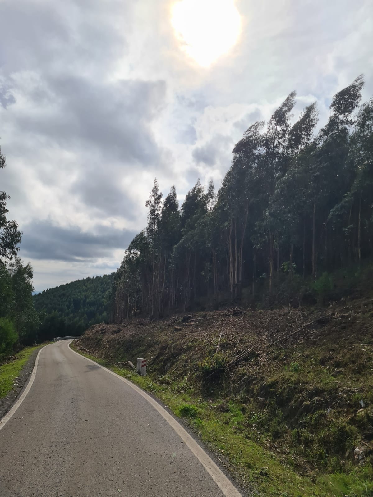 Gestão de combustível em faixas da rede de estradas  e caminhos municipais, zonas industriais e pontos de água