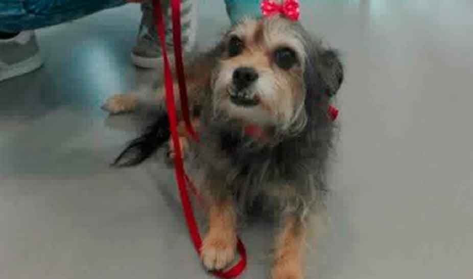 Penela acolhe animais após incêndio de 17 de junho