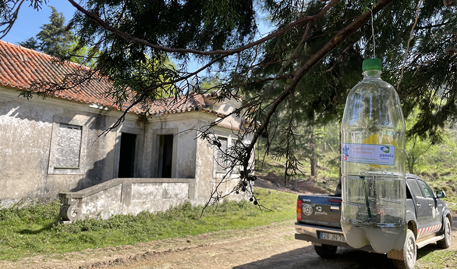 Município de Penela reforça combate à vespa asiática