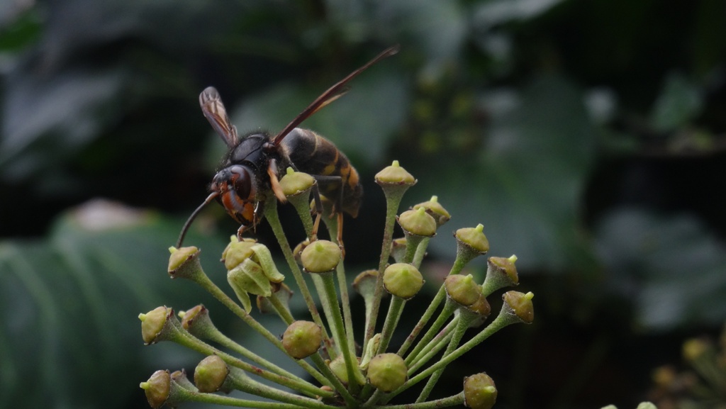 Município está empenhado no controlo e irradicação da Vespa Velutina