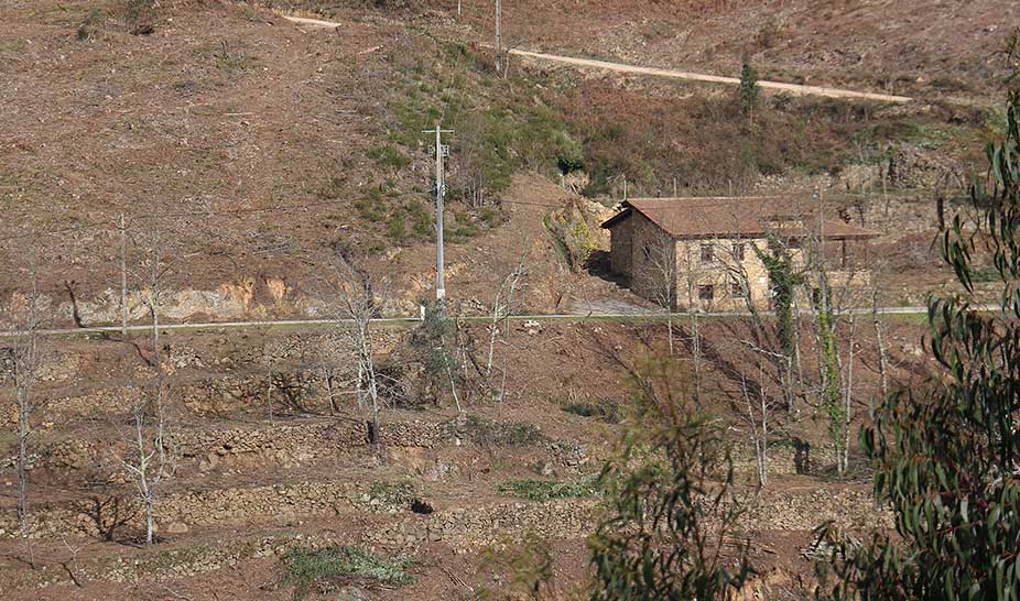 Câmara de Penela limpa floresta em zonas de risco elevado