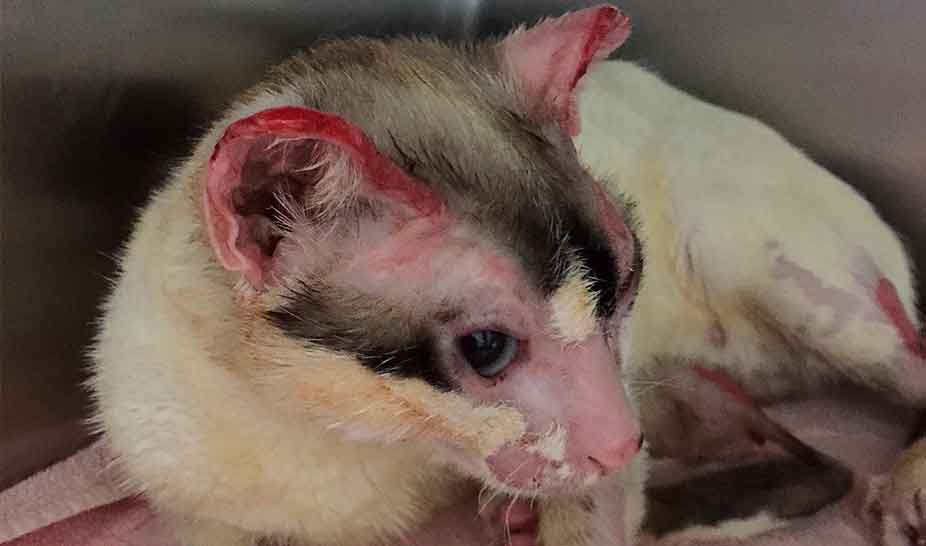 Penela acolhe animais após incêndio de 17 de junho