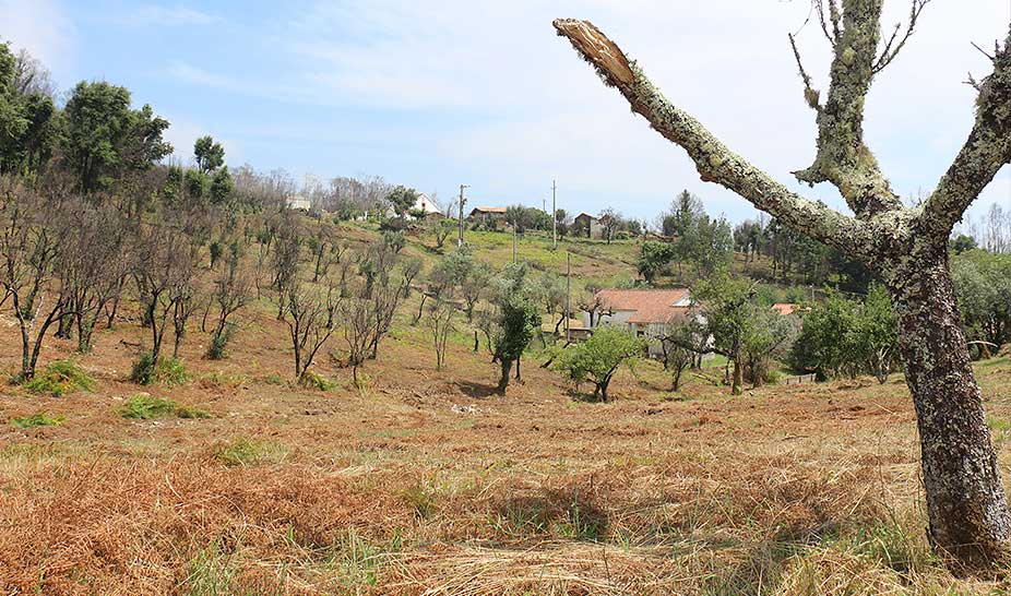 Penela está a concluir os trabalhos de 