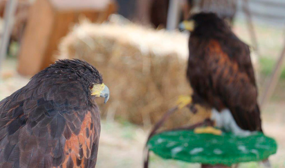 Saltimbancos e mercadores invadiram o castelo de Penela
