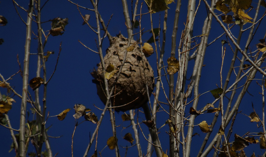 Apoio à Destruição dos Ninhos de Vespa Velutina 2019 