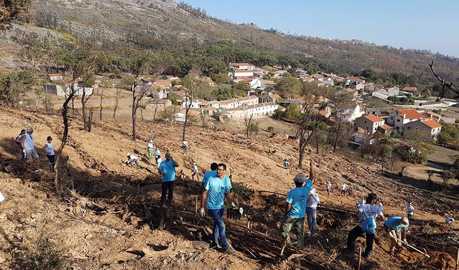 Ser voluntário e adotar uma árvore pela Ferraria de S. João 
