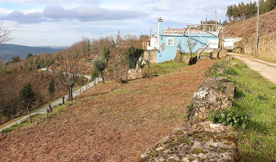 Câmara de Penela limpa floresta em zonas de risco elevado