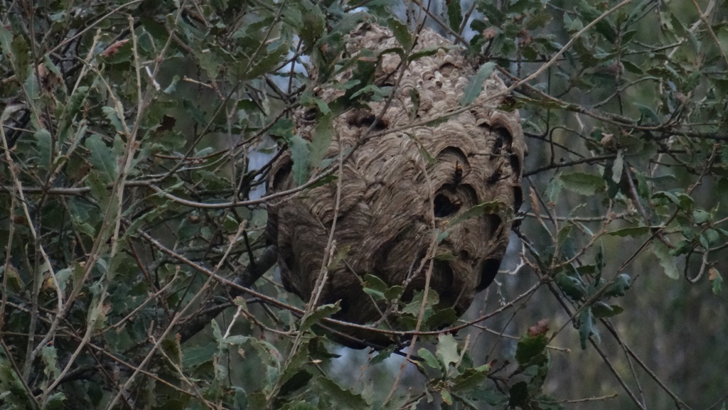 Município está empenhado no controlo e irradicação da Vespa Velutina