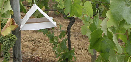 Acção de Divulgação sobre Pragas e Doenças nas Vinhas