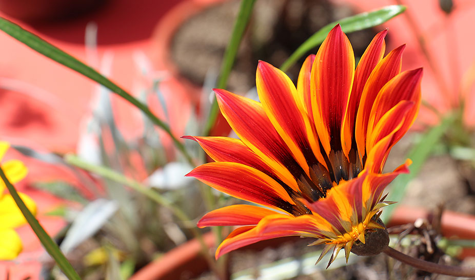 Queijo e romanos fizeram a festa no Rabaçal
