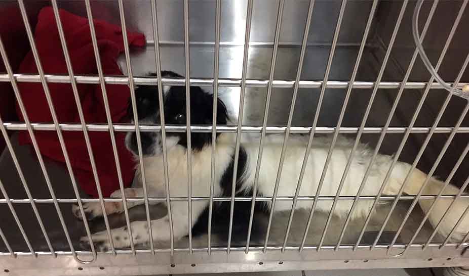 Penela acolhe animais após incêndio de 17 de junho