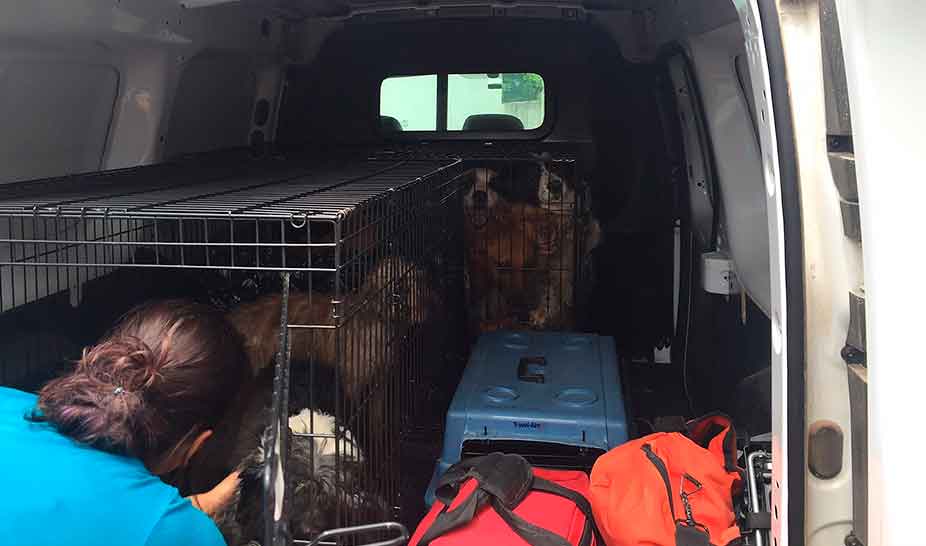 Penela acolhe animais após incêndio de 17 de junho