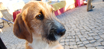 Campanha Ofereça um Amigo este Natal