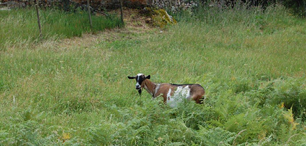 Cabra na Ferraria de S. João