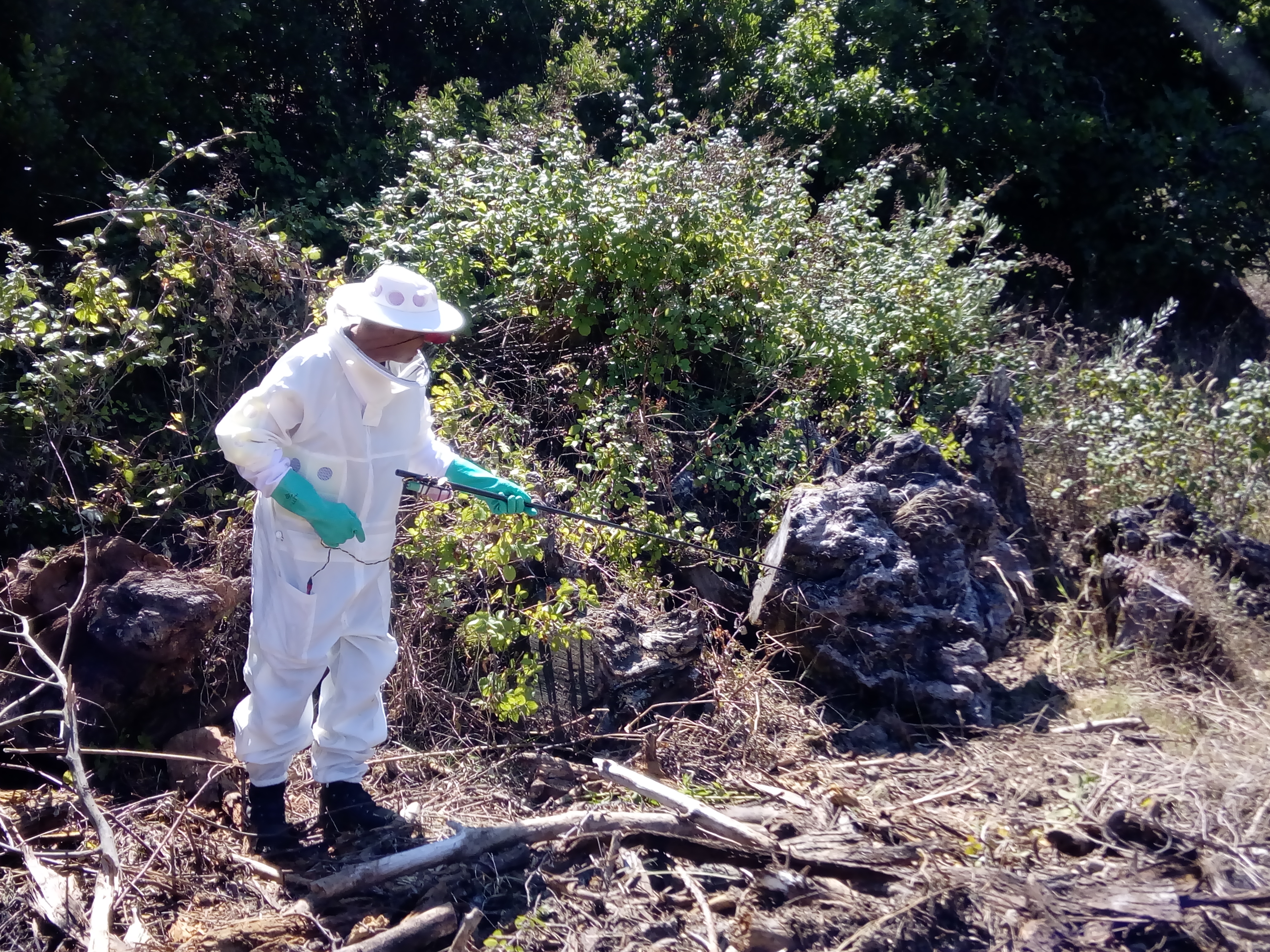 Município está empenhado no controlo e irradicação da Vespa Velutina