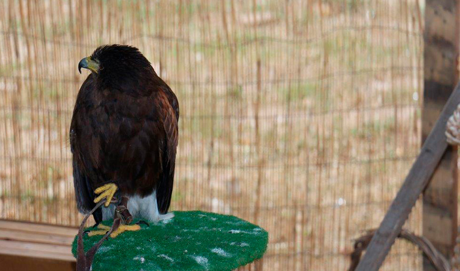 Saltimbancos e mercadores invadiram o castelo de Penela