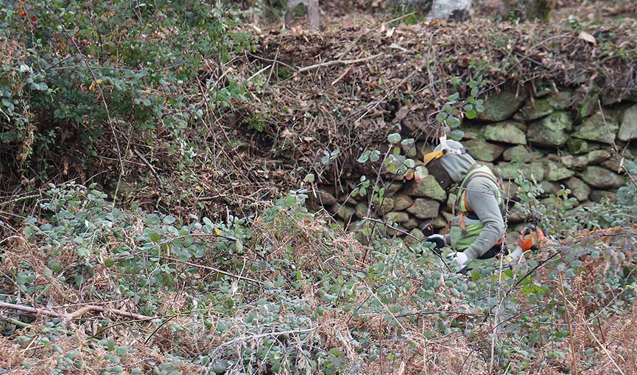Câmara de Penela limpa floresta em zonas de risco elevado