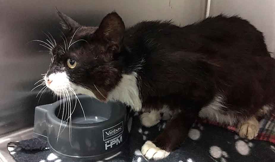 Penela acolhe animais após incêndio de 17 de junho