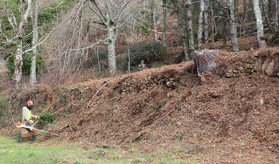 Câmara de Penela limpa floresta em zonas de risco elevado
