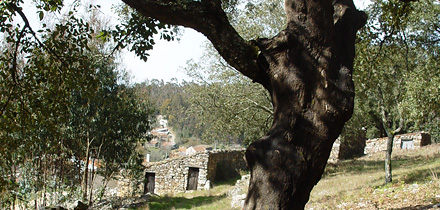 Ferraria de São João - currais 