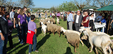 Mercado do Queijo Rabaçal 