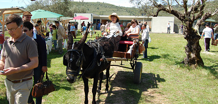 Mercado do Queijo Rabaçal 